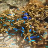 エダサンゴとルリスズメダイ-大潮のサンゴ礁