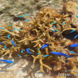 エダサンゴとルリスズメダイ--大潮のサンゴ礁