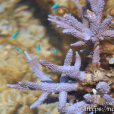 ラベンダーカラーのエダサンゴ-大潮のサンゴ礁
