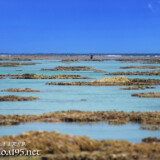 大潮でできたタイドプール