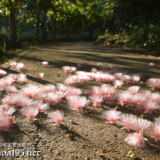 サガリバナ-早朝の遊歩道に散る花