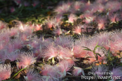 サガリバナ-朝日を浴びるピンクの花の絨毯