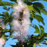 サガリバナ-朝日を浴びる花と青空