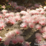 サガリバナ-朝日に輝くピンクの花