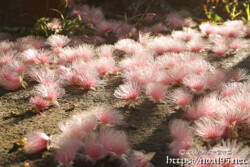 サガリバナ-朝日に輝くピンクの花