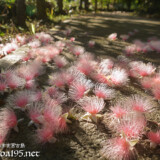 サガリバナ-朝日を浴びるピンクの花の絨毯