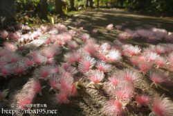 サガリバナ-朝日を浴びるピンクの花の絨毯