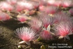 サガリバナ-朝日に輝くピンクの花