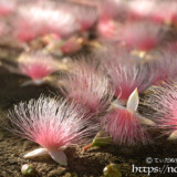 サガリバナ-朝日に輝くピンクの花