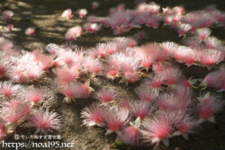 サガリバナ-朝日に輝くピンクの花