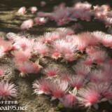 サガリバナ-朝日に輝くピンクの花