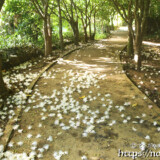 サガリバナ-早朝の遊歩道に散る花