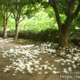 サガリバナ-早朝の遊歩道に散る花