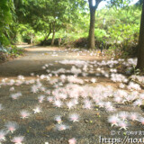 サガリバナ-雪のように降り積もる白い花