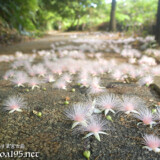 サガリバナ-落花した可憐な白い花