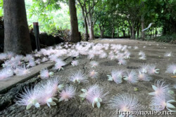 サガリバナ-落花した一夜限りの白い花