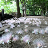 サガリバナ-落花した一夜限りの白い花