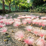 サガリバナ-早朝の遊歩道に散る花