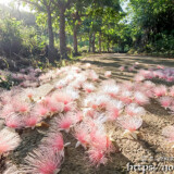 サガリバナ-朝日を浴びるピンクの花の絨毯