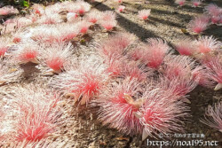 サガリバナ-朝日に輝くピンクの花