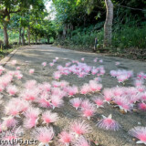 サガリバナ-早朝の遊歩道を覆う花の絨毯