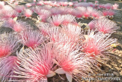 サガリバナ-地面を覆うピンクの可憐な花