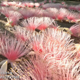 サガリバナ-朝日に輝くピンクの花