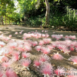 サガリバナ-ピンクの花の絨毯