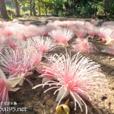 サガリバナ-落花した一夜限りの可憐な花