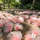 サガリバナ-ピンクの花の絨毯