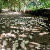 サガリバナ-早朝の遊歩道に散る花