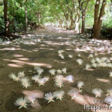 サガリバナ-早朝の遊歩道に散る花