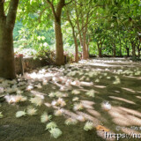 サガリバナ-早朝の遊歩道に散る花