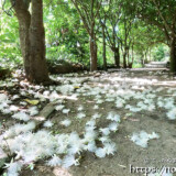 さがリバナ-雪のように降り積もる白い花