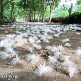 サガリバナ-雪のように降り積もる白い花