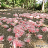 サガリバナ-ピンクの花の絨毯