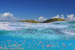 海面と水中のハナゴイ-西表島