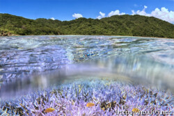 波間に映る青いエダサンゴ-西表島