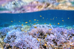 カラフルな波紋と熱帯魚たち-西表島