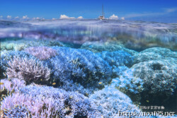 海中に広がるサンゴの森-西表島