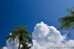 真夏の入道雲と椰子の木