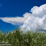 真夏のさとうきび畑と入道雲