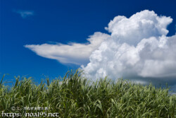 真夏のさとうきび畑と入道雲