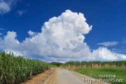 道の先にそびえる入道雲