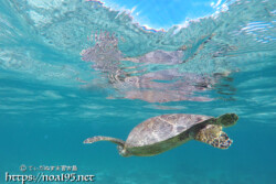 海面すれすれを泳ぐウミガメ