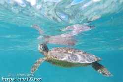 海面に顔を出すウミガメ