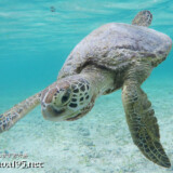 カメラが気になるウミガメ