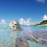 海面に顔を出したウミガメ