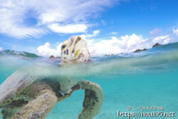 海面に顔を出したウミガメ