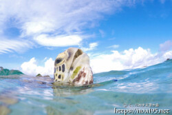 海面に顔を出したウミガメ